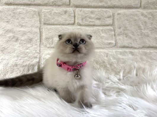 Scottish Fold Bluepoint Dişi 2 Aylık görsel