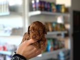 Petibor Tadında Poodle Yavrularım