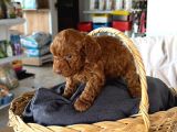 Petibor tadında poodle yavrularım