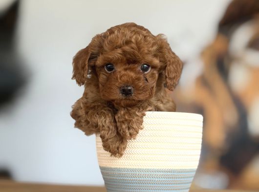 Dünyalar Tatlısı Toy Poodle Bebeklerim görsel