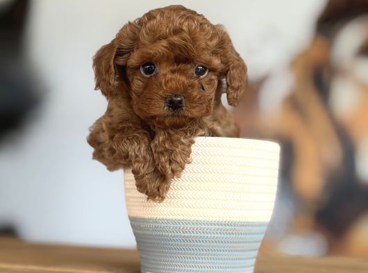 Dünyalar Tatlısı Toy Poodle Bebeklerim görsel