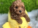 TATLILIK ABİDESİ TOY POODLE BEBEKLER