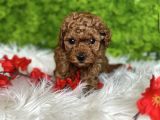 Tatlilik Abi̇desi̇ Toy Poodle Bebekler