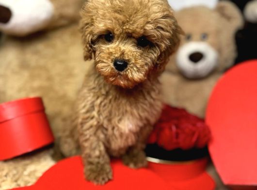Fistik Gi̇bi̇ Malti̇poo Yavrumuz