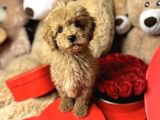 Fistik Gi̇bi̇ Malti̇poo Yavrumuz
