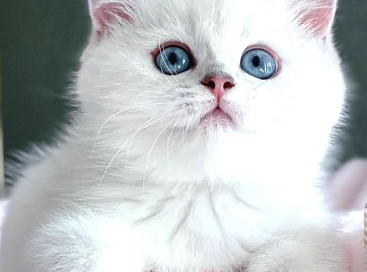 Dünya Güzeli Silver British Shorthair Ns1133 görsel