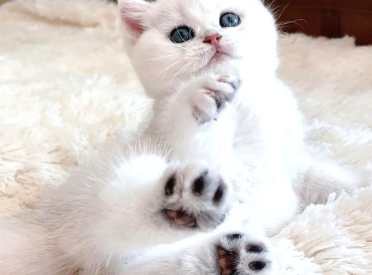 Dünya Güzeli Silver British Shorthair Ns1133 görsel