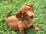 Mağazamızdan dachshund Irkı yavrumuz en kaliteli ve uyguna