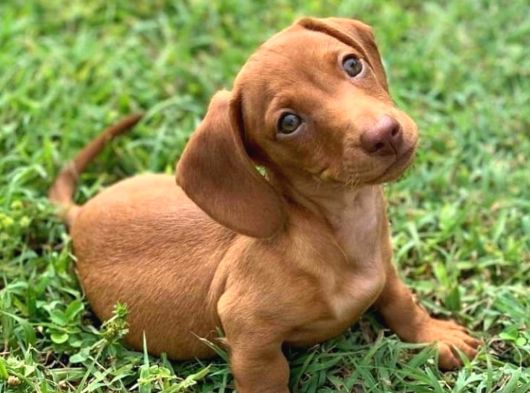 Mağazamızdan Dachshund Irkı Yavrumuz En Kaliteli Ve Uyguna görsel