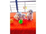 Ev Doğumu Maltipoo Yavrularımız
