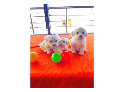 Ev Doğumu Maltipoo Yavrularımız görsel