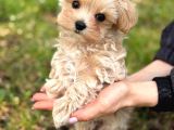 Malti̇poo Ci̇nsi̇ Yavrular Ev Üreti̇mi̇