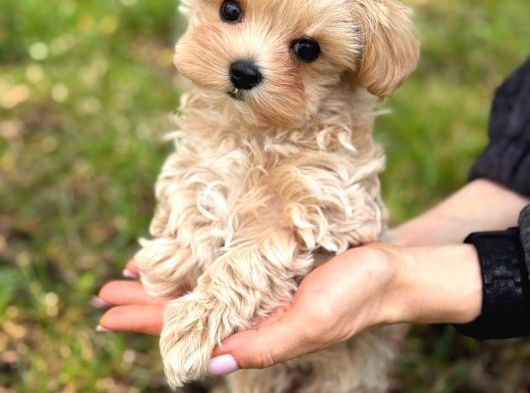 Malti̇poo Ci̇nsi̇ Yavrular Ev Üreti̇mi̇ görsel