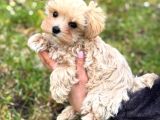 MALTİPOO CİNSİ YAVRULAR EV ÜRETİMİ