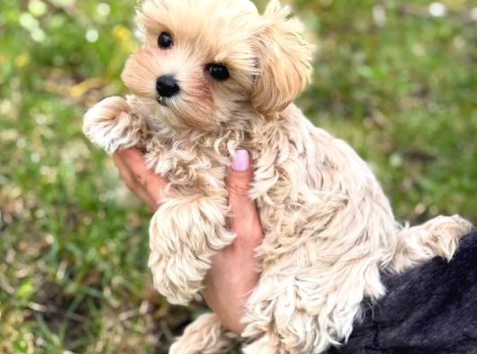 Malti̇poo Ci̇nsi̇ Yavrular Ev Üreti̇mi̇