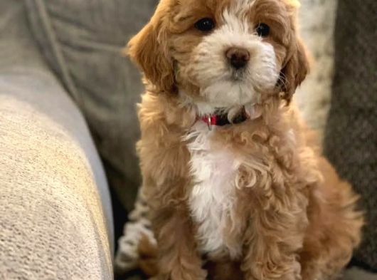 Malti̇poo Ci̇nsi̇ Yavrular Ev Üreti̇mi̇ görsel