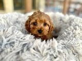 TOY POODLE SEVİMLİ YAVRULAR EV ÜRETİMİ
