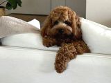 TOY POODLE SEVİMLİ YAVRULAR EV ÜRETİMİ