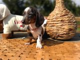Dapple Dachund Yavrular