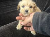 Yumuş Yumuş Veteri̇ner Kli̇ni̇ği̇nde Tesli̇m Malti̇poo Bebekler