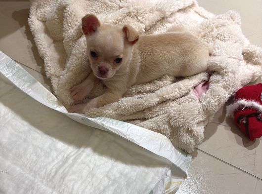 4 Aylık Chihuahua görsel