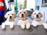 Labrador Retriever Yavrulari Istanbul