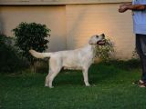 Labrador Retriever Yavrulari Istanbul