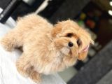 Türki̇yeni̇n En Özel Malti̇poo Yavrulari̇ Istanbul