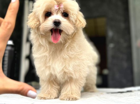 Türki̇yeni̇n En Özel Malti̇poo Yavrulari̇ Istanbul görsel