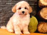 Türki̇yeni̇n En Özel Malti̇poo Yavrulari̇ Istanbul