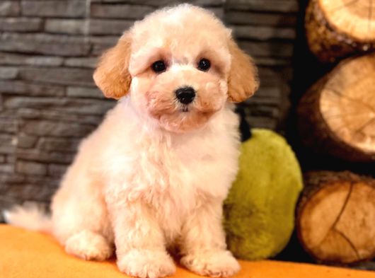 Türki̇yeni̇n En Özel Malti̇poo Yavrulari̇ Istanbul görsel
