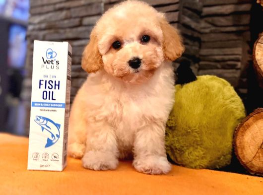 Türki̇yeni̇n En Özel Malti̇poo Yavrulari̇ Istanbul görsel