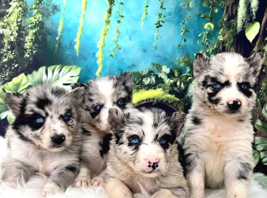 Türkiyenin Ilk Ve Tek Merle Husky Bebekleri