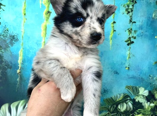 Türkiyenin Ilk Ve Tek Merle Husky Bebekleri görsel