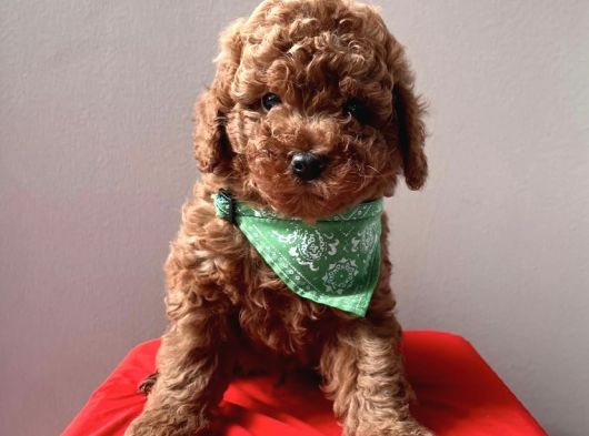 Orji̇nal Toy Poodle Yavrularimiz