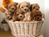 YUMUŞ YUMUŞ vETERİNER KLİNİĞİNDE TESLİM MALTİPOO BEBEKLER