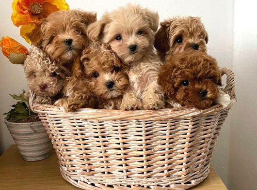 vETERİNER KLİNİĞİNDE TESLİM MALTİPOO BEBEKLER