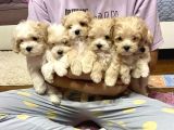 Yumuş Yumuş Veteri̇ner Kli̇ni̇ği̇nde Tesli̇m Malti̇poo Bebekler