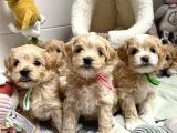 Yumuş Yumuş Veteri̇ner Kli̇ni̇ği̇nde Tesli̇m Malti̇poo Bebekler