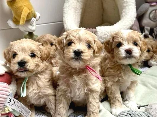 Yumuş Yumuş Veteri̇ner Kli̇ni̇ği̇nde Tesli̇m Malti̇poo Bebekler görsel