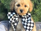 Malti̇poo Ci̇nsi̇ Yavrular Ev Üreti̇mi̇