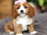 MALTİPOO CİNSİ YAVRULAR EV ÜRETİMİ