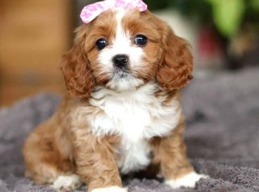 Malti̇poo Ci̇nsi̇ Yavrular Ev Üreti̇mi̇