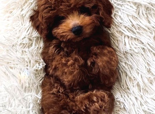 Mağazamızdan Red Ve Apricot Rengi Toypoodle Yavrularımız