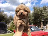 Kore Maltipoo