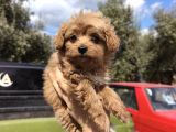 Kore Maltipoo