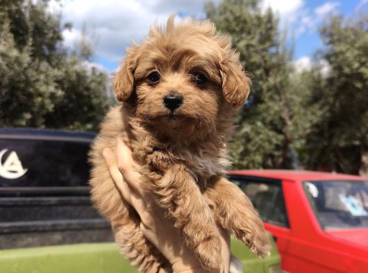 Kore Maltipoo görsel