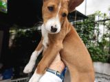Türkiyede İlk havlayaman köpek