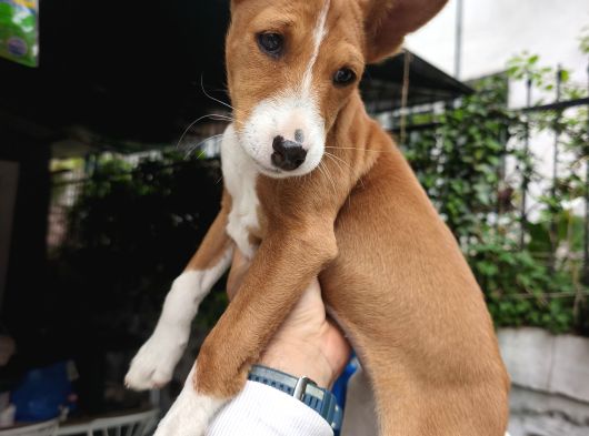 Türkiyede İlk Havlayaman Köpek