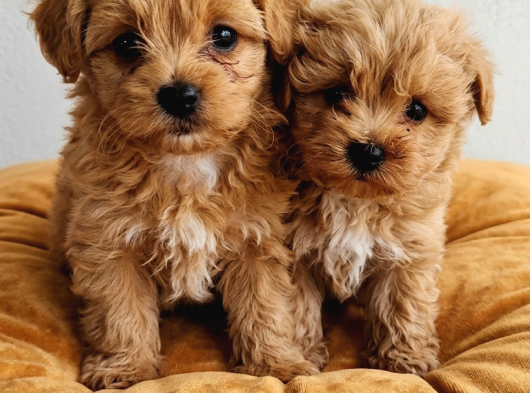 Kore Maltipoo